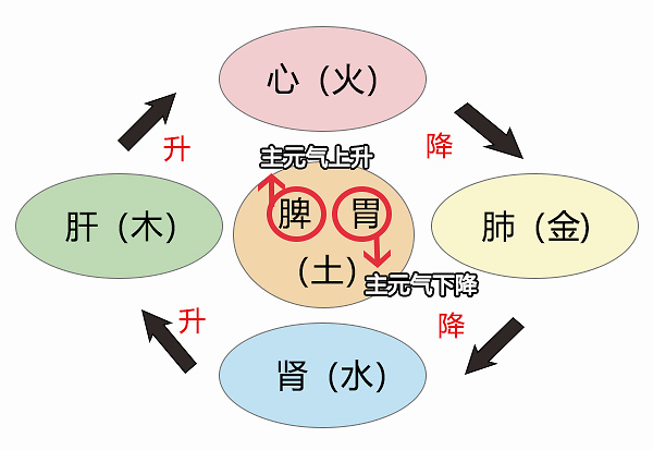 早餐|大白话说中医第七十五期|五脏之母是脾胃，七味早餐来防卫