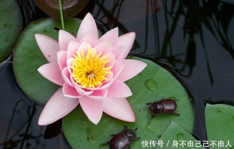 生肖|预计一周内,缘分与桃花抓住时机,守望幸福爱情的四大生肖!