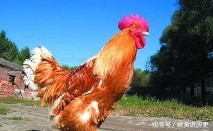 生肖鸡|大金鸡:最近半年买彩票必中巨奖