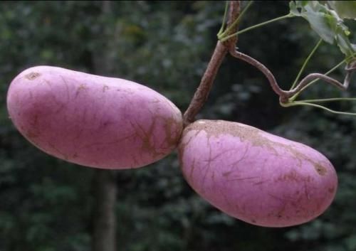 口感|野生八月瓜口感极佳,但品种不同口感也大不相同,看大叔怎么说