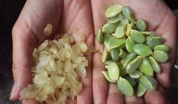  糖水|原产自我国，果实在古代是贡品，儿时用它煮糖水喝，如今100元1斤