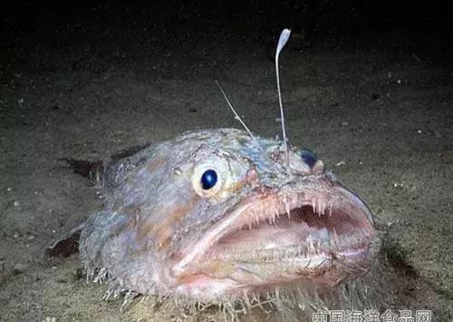  味道|鮟鱇鱼炖豆腐，鲜美的味道，但是你知道鮟鱇鱼啥样吗？