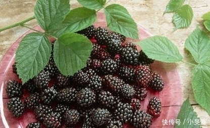 肾脏|桑葚好吃，却不能乱吃，吃桑葚有1大“禁忌”，别怪我没提醒你