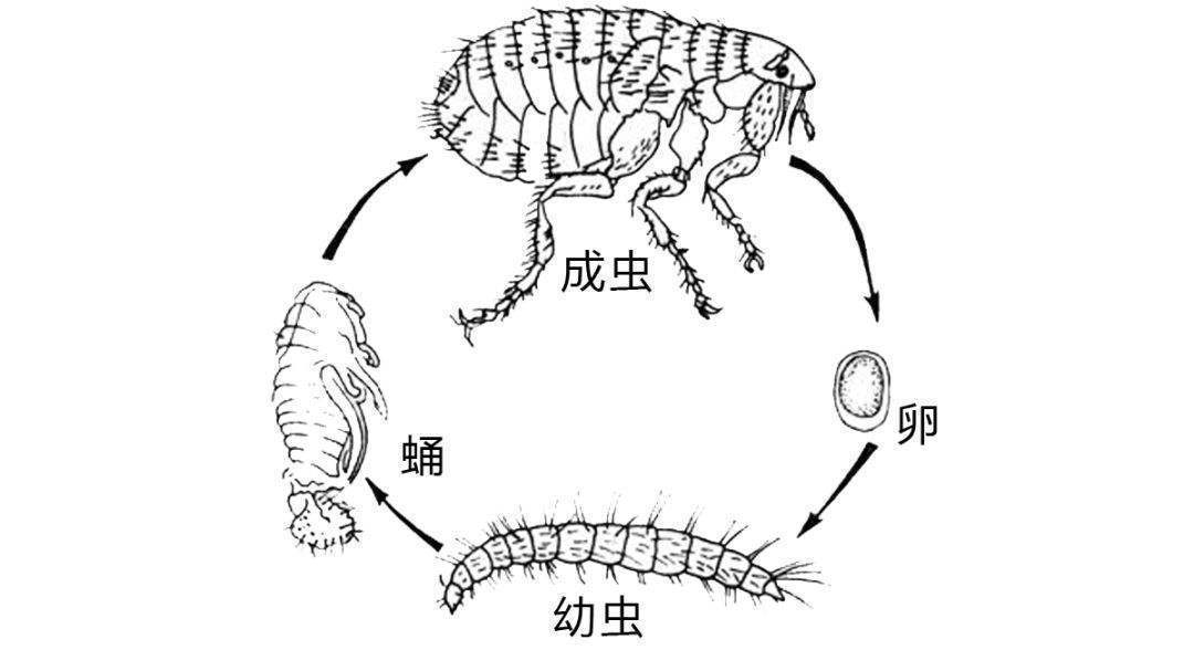 害虫|害虫“洋辣子”是什么为什么卖这么贵