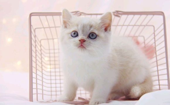 变亮|「绊运猫舍」英短幼猫换毛前后毛长变化，猫咪吃卵磷脂毛会变亮