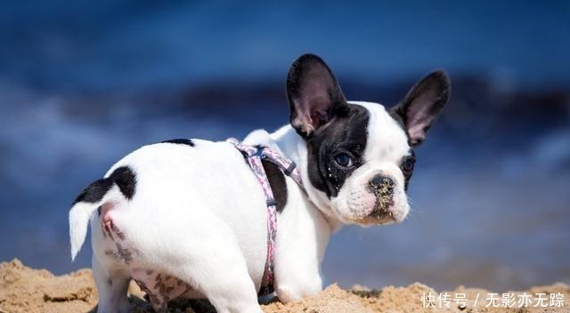 饲养|犬界最“危险”的5大狗狗,泰迪也在其中,一般不建议饲养