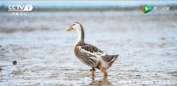 曝光|央视又“曝光”了,一戳就流油的海鸭蛋,这流出的“油”能吃吗?