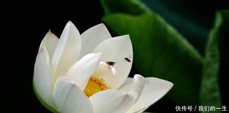 一飞冲天|8月开始财运一飞冲天,运势达高峰,福气转旺的四大生肖