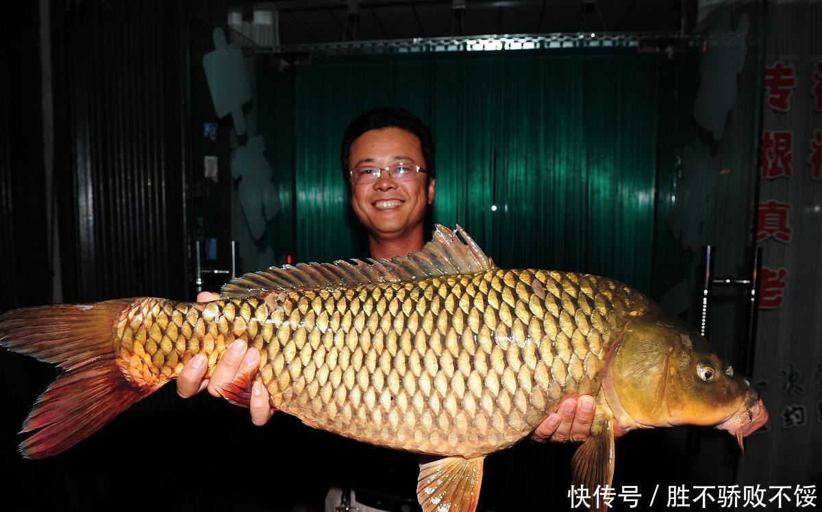 条鲤鱼|一条价值450万的鲤鱼,5年还没被钓上来,钓鱼人:还有这好事?