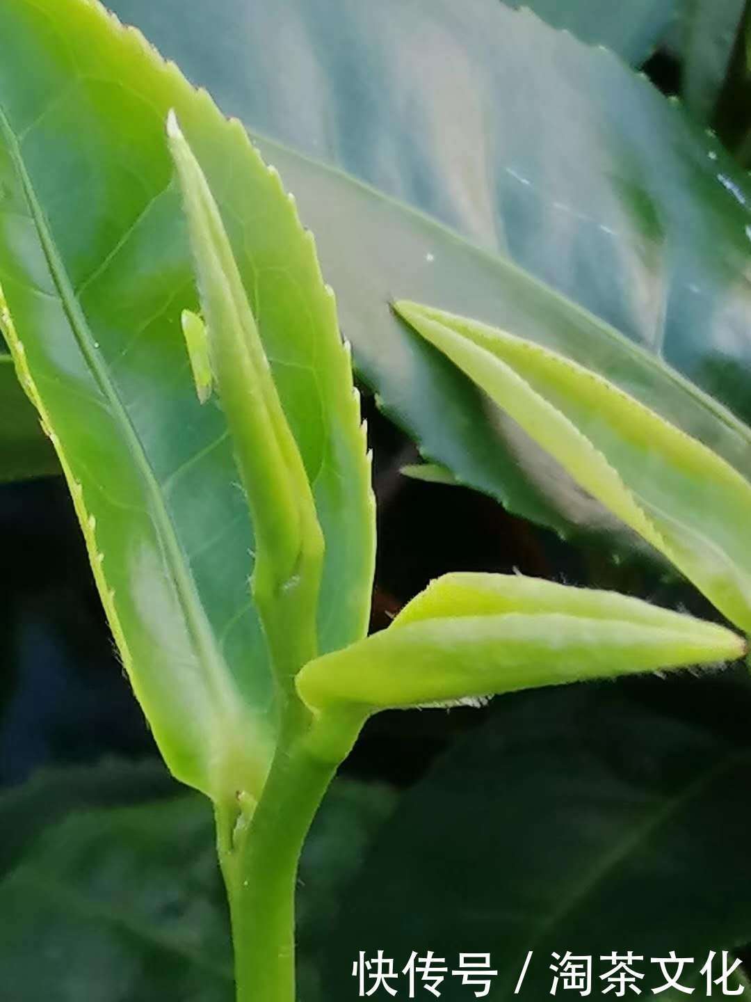 口感|紫金蝉茶特点介绍，工艺，香味，口感样样独特！