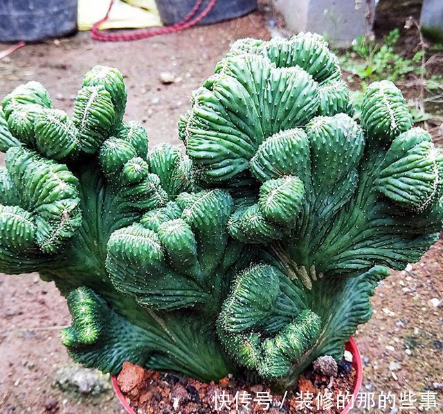 葱翠|葱翠壮丽如手掌的泰国山影,五指山这么养护,苍劲雄浑巍峨挺立