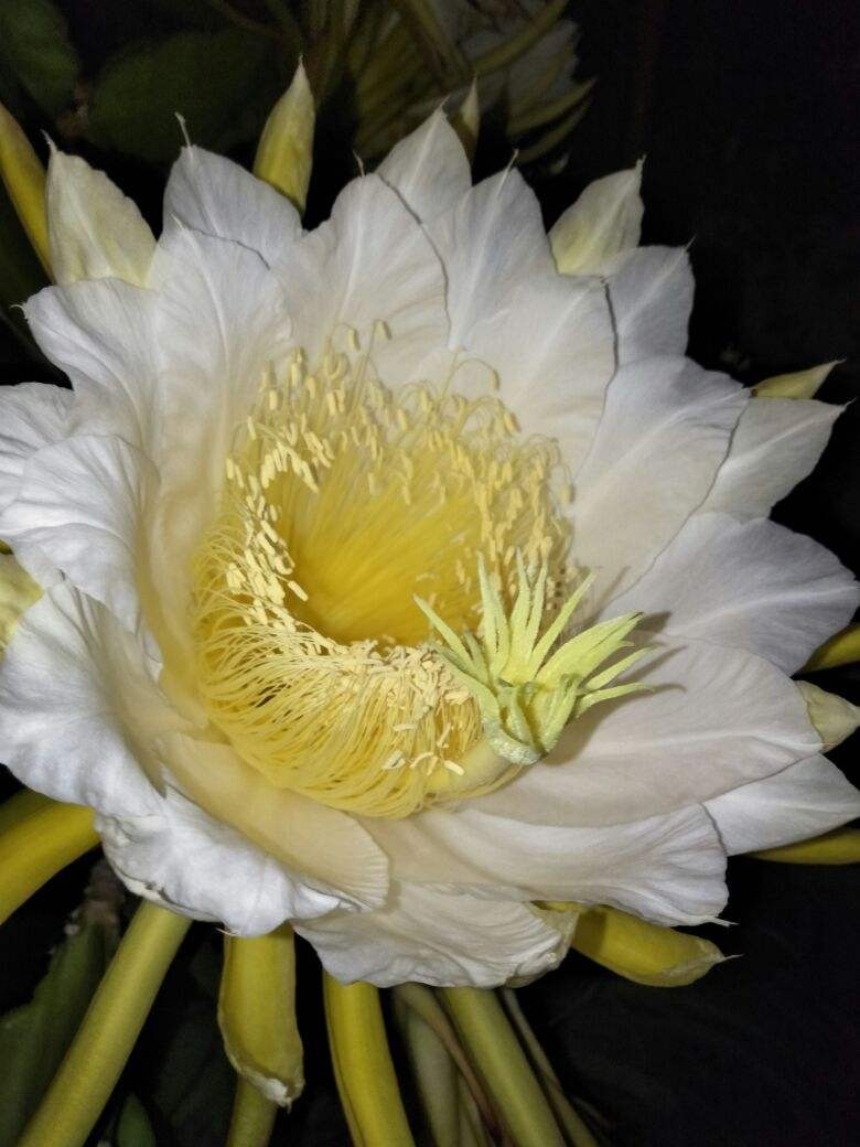 常见|农村常见的花,摘下来还能做菜吃,味道比鸡肉还鲜美