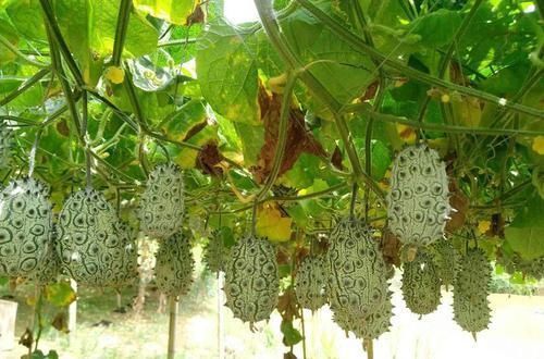 我国|名字高大上,味道不如黄瓜,却在我国爆红,又是炒作起来的水果