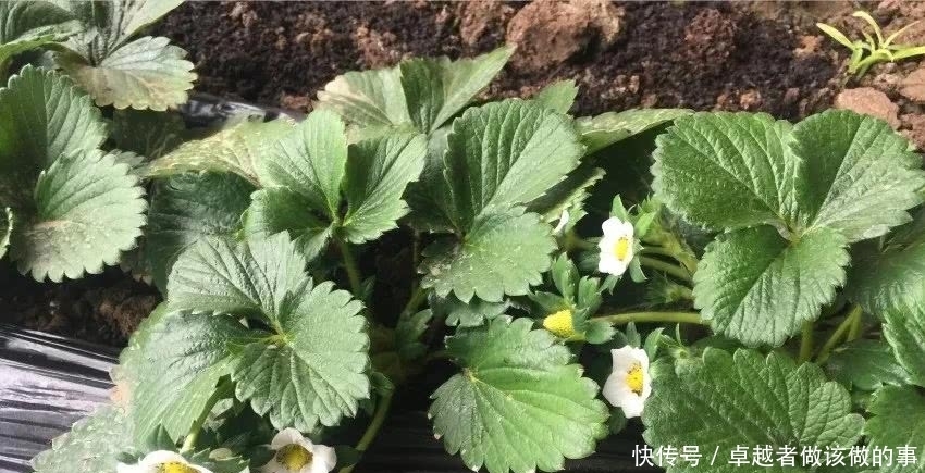 策略|田忌赛马策略在草莓种植中的应用