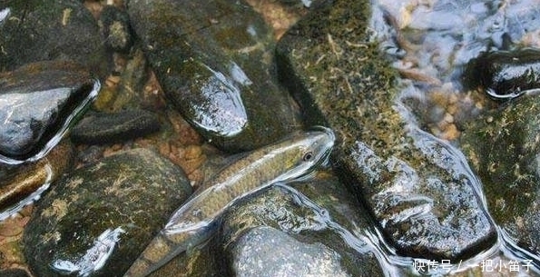 小鱼|这种叫“溪石斑”的小鱼，以前很多，如今上百元一斤，你认识吗