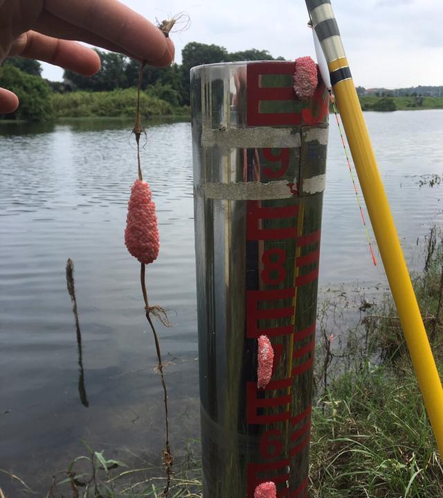 足以|竿梢常指水,足以慰风尘