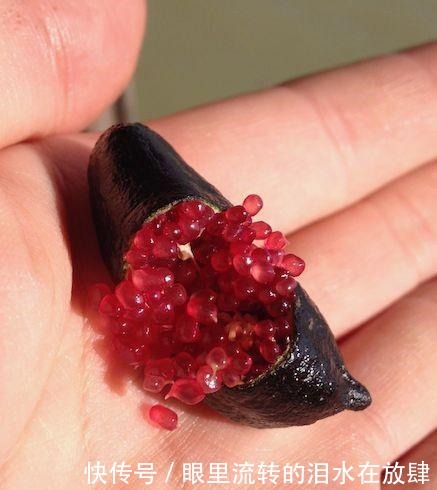 哪种|水果界的“李佳琦”,吃遍3000多种水果,哪种最好吃