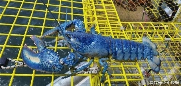 最贵|世界上最贵的4大海鲜, 第一名来自中国, 但国人却几乎很少见过