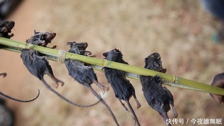 图片来自网络|这里的孩子早早辍学，每天去田里抓老鼠只为一种美味