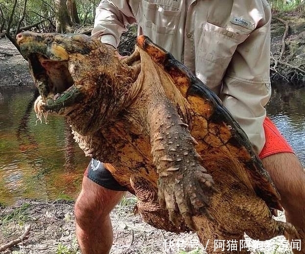 千克|佛罗里达州一小河出现三只巨大鳄龟,最大一只45千克,非常罕见