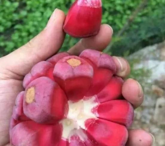 恶心|网评最恶心的5大水果,榴莲只能靠边站,敢吃第4种的才是真男人