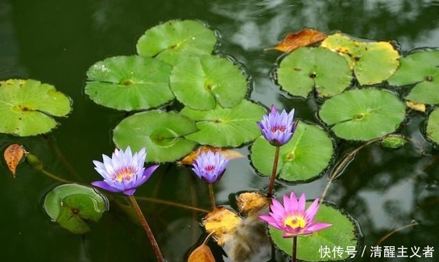 分享|美句分享:不要赌天意,不要猜人心,天意你赌不起,人心你猜不透