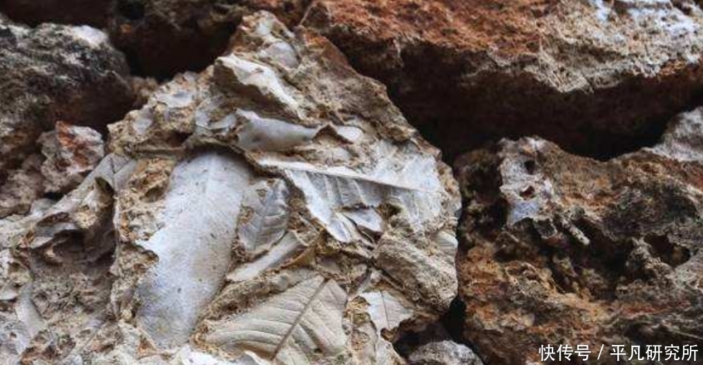 石头|距今二百年的村落, 建房的石头都是化石, 墙上可见清晰的植物脉络