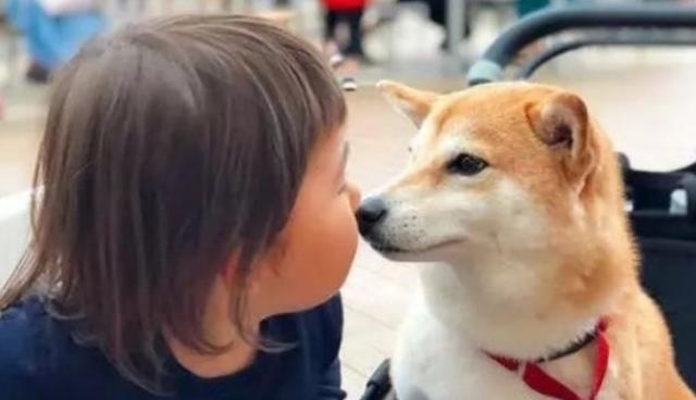  故地重游|4岁女儿意外走丢，阔别1年父母故地重游，竟被狗狗一眼认出女儿