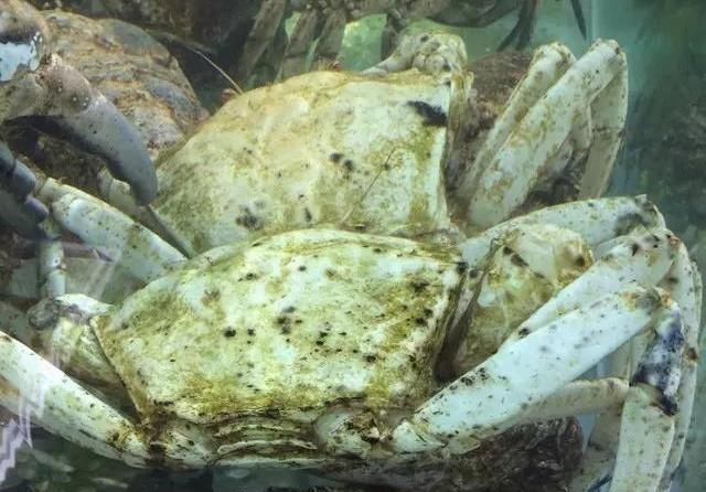 海鲜|世界上65种珍奇海鲜,贝爷都不敢说全部吃过,你吃过几种