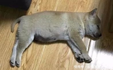 检查|狗狗1天不吃不喝只睡觉,送去医院,检查后主人笑死了!