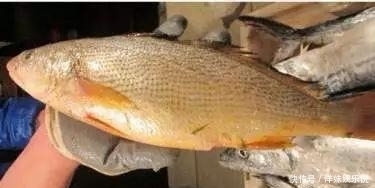 海鲜|海鲜大全, 你能认出多少