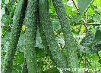 美容|女性养生吃什么好,坚持吃几种食物美容佳品，延缓衰老，减肥瘦身