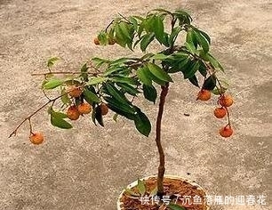  福建|在福建任职的大臣想让雍正品尝到鲜荔枝, 突发奇想, 让人叹为观止