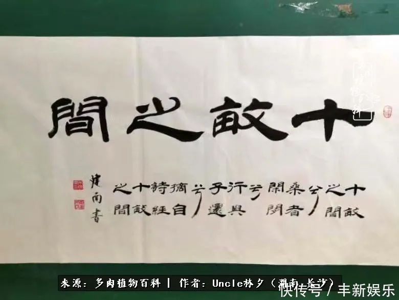 泡一壶|多肉庭院慢生活种一片多肉，喝一杯果酒，泡一壶清茶！