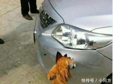 车主|超级搞笑: 本年度最为搞笑的车主大奖得主, 林大了啥鸟都有。
