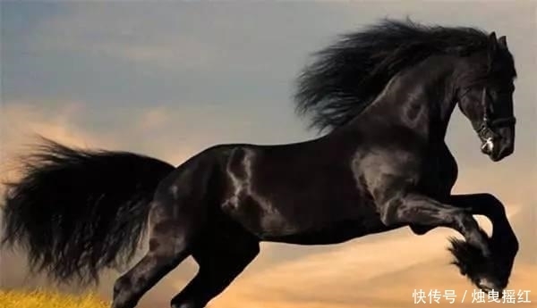 惊讶|盘点19个杀人最多的动物排行榜, 第一位令人惊讶!