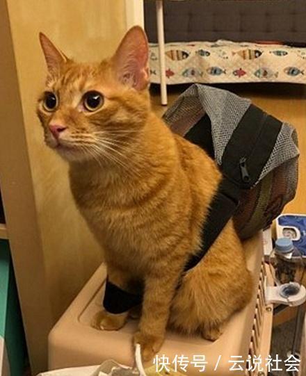 橘猫|这真的是橘猫吗?不仅爱看篮球赛,还背起球袋想和主人出门打球去