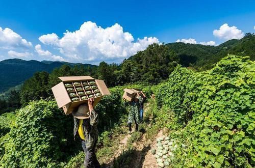 我国|名字高大上，味道不如黄瓜，却在我国爆红，又是炒作起来的水果