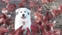 帽子|搞笑GIF趣图:哥们,这帽子不错,最关键是女友送的!