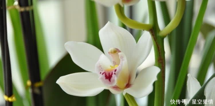  财神|8月开始财神请进门，赚得到钱，子孙满堂的四大生肖