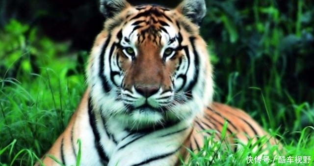 两国|食人虎:流窜两国吃了436人,猎人将其击杀后才发现吃人原因