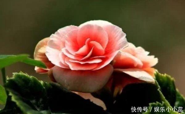 妻子|能把老婆宠成“皇后”的4生肖男，堪称宠妻狂魔，选对了一生幸福