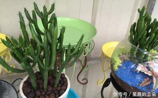  光棍|光棍树长得太高该怎么剪学会2个小动作，个个都能随意凹造型！