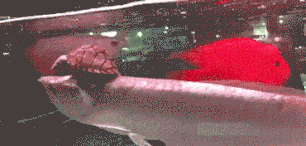  一旁|搞笑GIF：新郎抱伴娘，新娘在一旁，看来这婚是结不成了