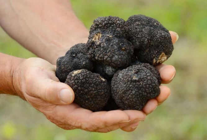 东西|中国人不要的东西,在美国1斤就能卖几千美元,网友不敢扔了