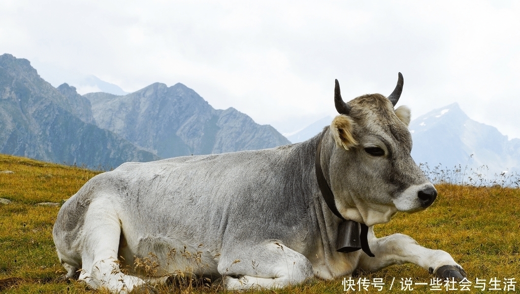 生肖牛|大金牛：7月22号运势红火，情场得意，有望脱单！