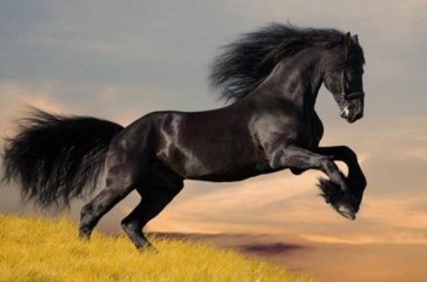 属马人出生年份决定一生运势,以下3年出生