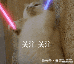 吸引|哈士奇众所周知的几个“优势”,哪点吸引了你