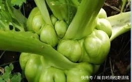  中国|美食地理：中国哪里的咸菜最好吃？