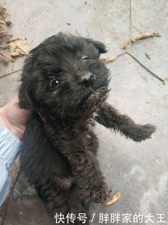  看起来|路人嫌流浪狗脏拎起小家伙就丢进了垃圾桶，女孩看到后气坏了